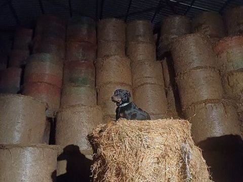 Chien beauceron 0 71340 Iguerande