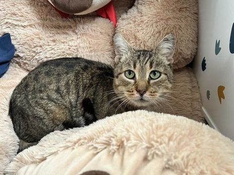 🐾 Pierrot est &agrave; l'adoption 🐾 Chat Male Tigr&eacute; 5 ans 120 62149 Annequin