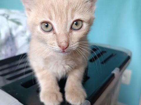 Chaton adoption 0 89500 Villeneuve-sur-yonne