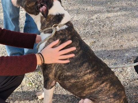 AGNEAU, type boston terrier, 10 ans SAUVETAGE 0 34500 B�ziers