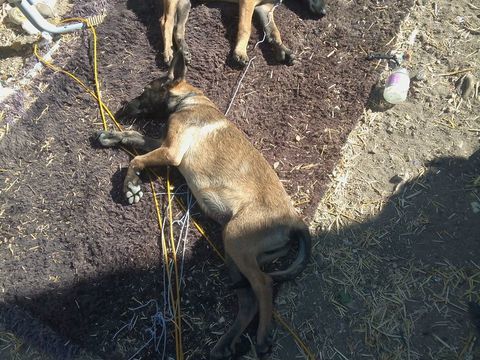 Chiot Malinois Male &acirc;g&eacute; de 4 mois non vaccin&eacute; et puce 1000 36320 Villedieu-sur-indre