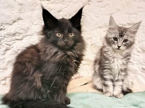chatons femelles maine coon entieres 749 07600 Vals-les-bains