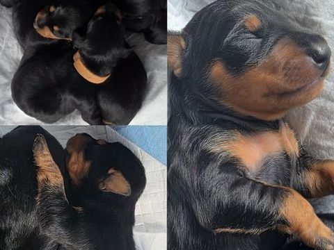 &Agrave; r&eacute;server chiot pinscher nain 950 40120 Pouydesseaux