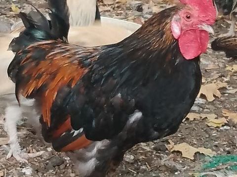 Coq nain 5 17200 Saint-sulpice-de-royan