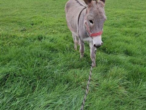 Âne castré 
0 38630 Les avenires