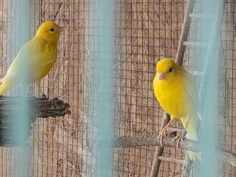  4 canaris + 20 kgs de graines canaris
35 30100 Al�s