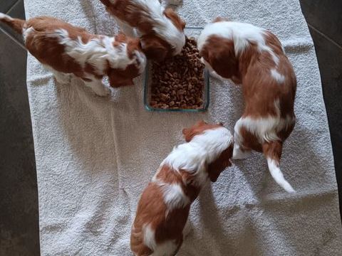 Chiots Cavaliers King Charles  1100 35600 Redon