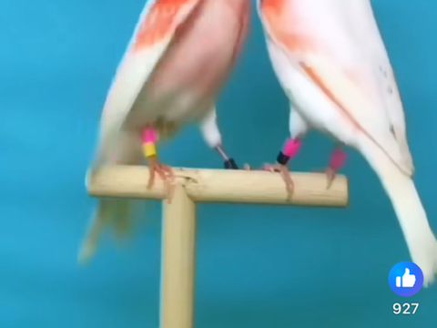 Canaris mosaïque 30 50520 Reffuveille