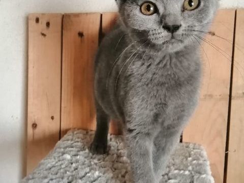 A r&eacute;server chatons Chartreux LOOF 850 65370 Siradan