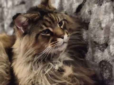 Magnifique B&eacute;b&eacute;s Maine Coon m&acirc;les Polydactyles 1900 77300 Fontainebleau
