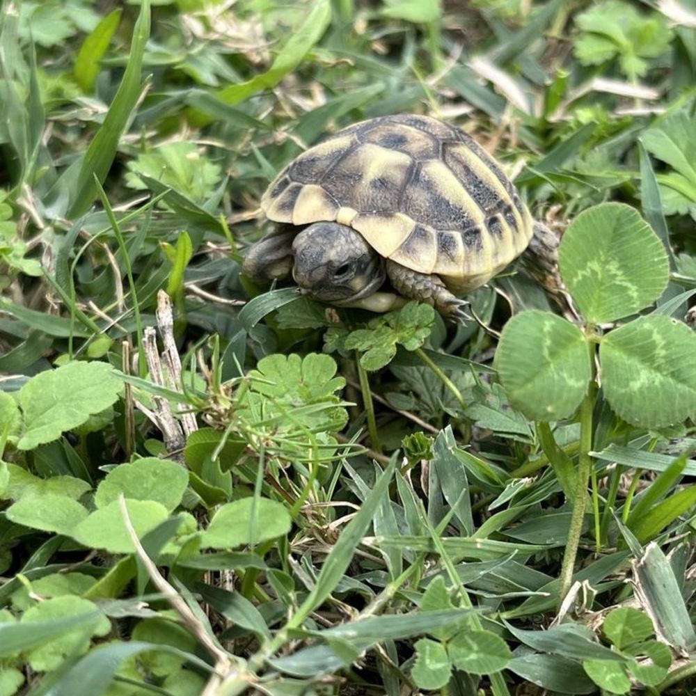   BB tortue 2026 