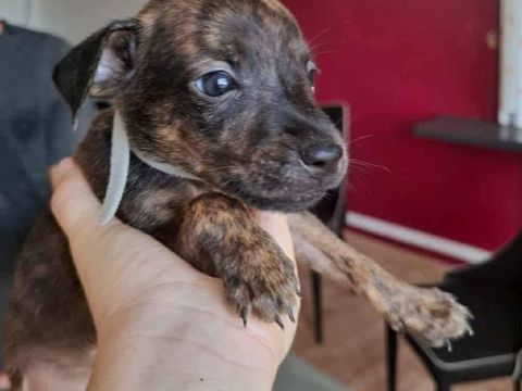 Ototo, m&acirc;le X crois&eacute; n&eacute; le 21/09/2025 300 17000 La rochelle