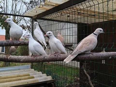 Colombe blanche et grise 1 85130 La verrie