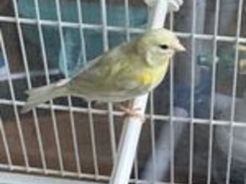   Canaris 