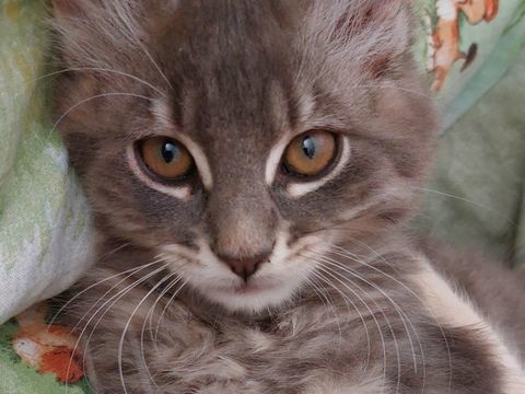 Adorable chaton cherche famille aimante 0 95420 Magny-en-vexin
