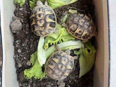 Tortues 50 13530 Trets