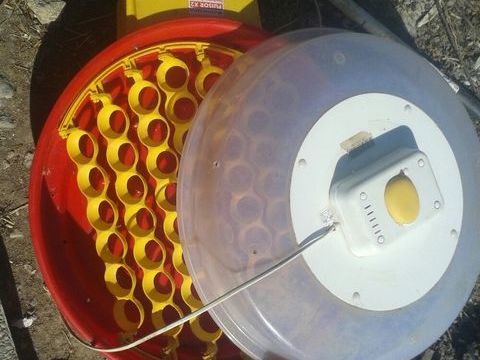 couveuse puisor automatique 51 oeufs 90 36400 La châtre