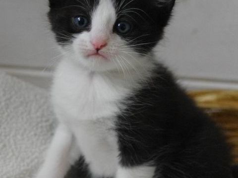 ADORABLES CHATONS UNE FEMELLE ET UN MALE 0 93140 Bondy