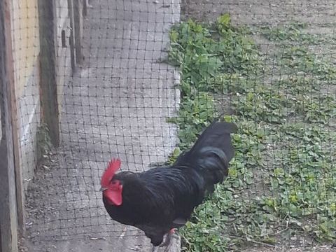 Coq Noir de Janz&eacute; pur race 20 22160 Saint-servais
