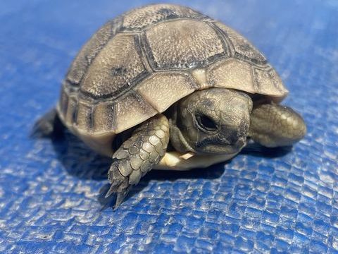 Bébé tortue Testudo graeca ibera 50 66000 Perpignan