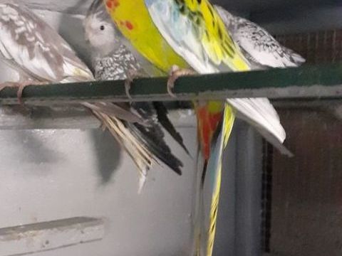 OISEAUX DE CAGES ET DE VOLIÈRES 65 22400 Lamballe