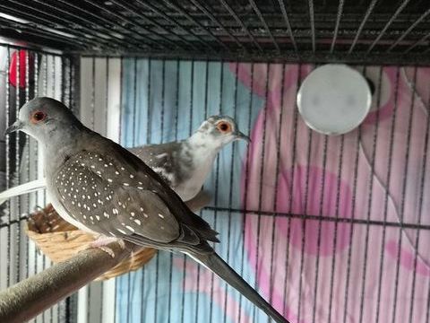 Couple colombe diamant gris 0 86430 Luchapt