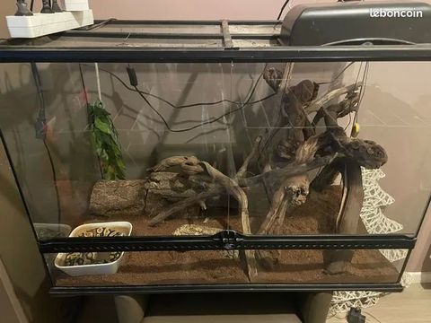 Terrarium 90 x 60 x 45 avec Python regius fire ball 300 59850 Nieppe