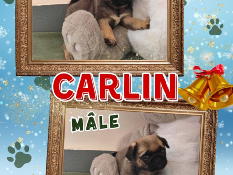 Chiot carlin mâle 800 18140 Prcy