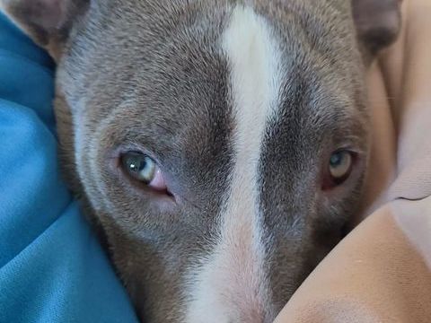 americaan bully femelle de 15 mois non st&eacute;r&eacute;lis&eacute;e 0 77100 Meaux