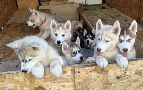Chiots husky LOF 1100 44410 Herbignac