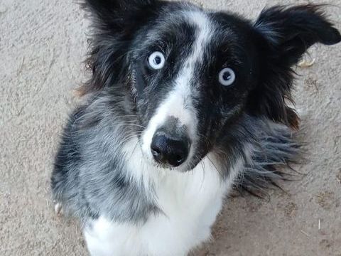 Sally est &agrave; l'adoption! 0 34000 Montpellier