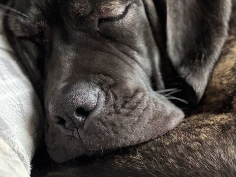 Chiot CANE CORSO 0 78240 Aigremont