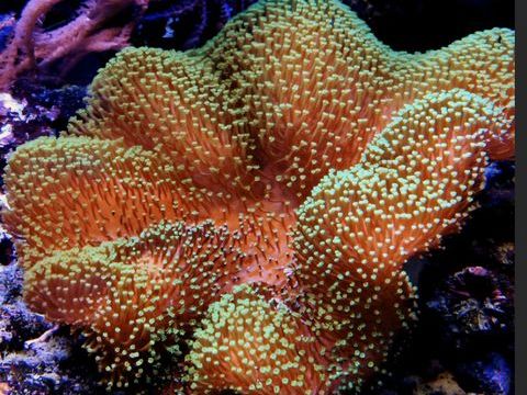 sarcophyton polypes vert 20 34670 Baillargues