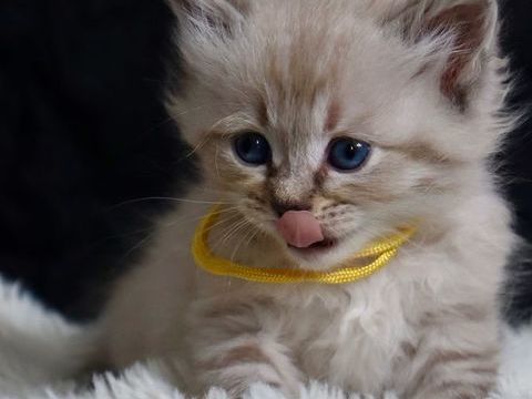 Chaton Siberien Hyppoallergenique 0 30100 Alès