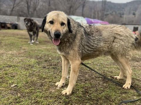 DROPPY m&acirc;le crois&eacute; berger 3 ans 300 59300 Valenciennes
