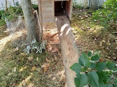 Abri / pondoir pour poule sur&eacute;lev&eacute;. 25 62138 Haisnes