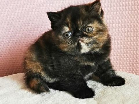 Chaton Exotic Shorthair 1200 29480 Le relecq-kerhuon