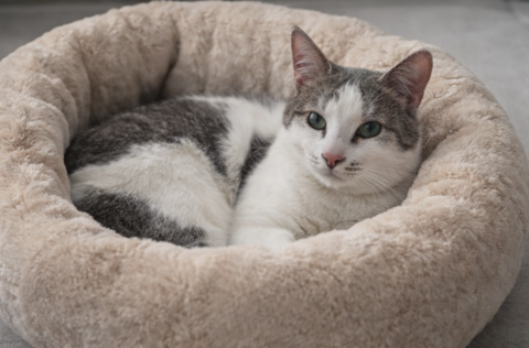 Rom&eacute;o adorable chat de 2 ans 140 11000 Carcassonne