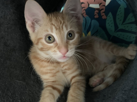 Liane 1 44000 Nantes