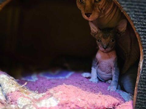 Chatons sphynx 1200 59400 Cambrai