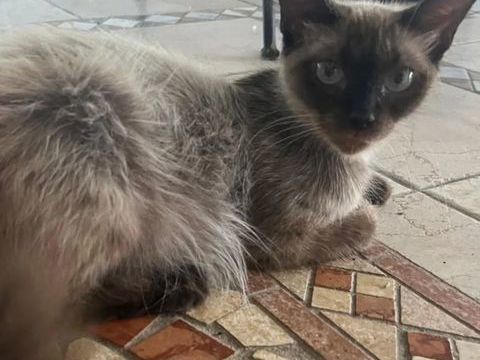 ✨️ MAHA ✨️ 🐱 190 92300 Levallois-perret