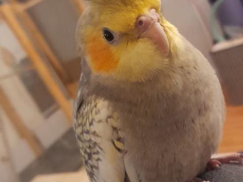 Jeune M&acirc;le calopsitte 100 95500 Gonesse