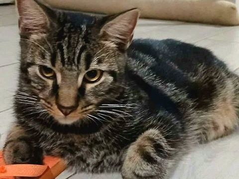 ✨️ COFFEA ✨️ 🐱 0 77550 Limoges-fourches