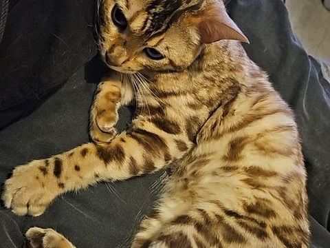 Bengal m&acirc;le (Don) 0 76270 Neufchâtel-en-bray