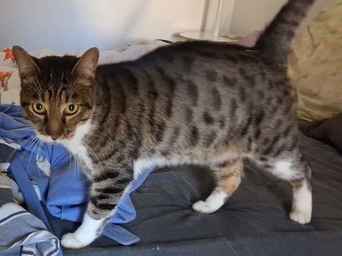 AIRBUS, chat blanc et tigr&eacute;, 3 ans 100 11100 Narbonne