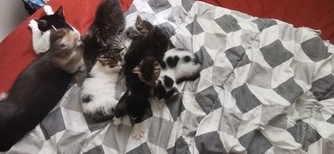 DON DE CHATONS POUR FAMILLES BIENVEILLANTE 0 93700 Drancy