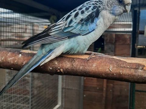 Femelle omnicolore bleue 150 61000 Alen�on