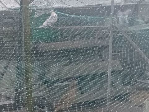 Couple de faisan 20 40800 Latrille