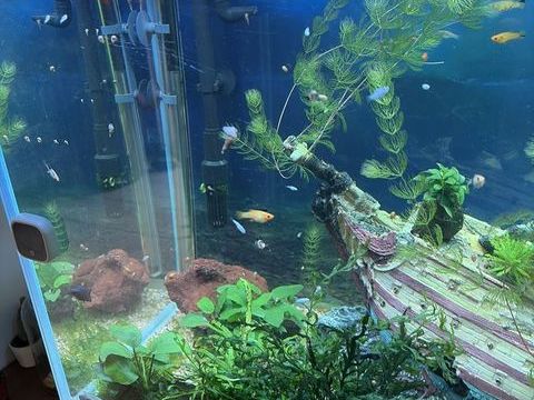 Donne mat&eacute;riel poissons 0 38220 Vizille