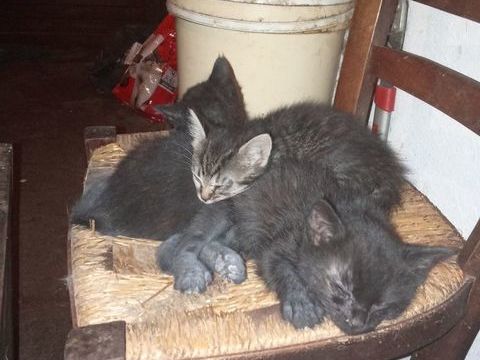 Chaton et a adopter 50 45340 Nibelle